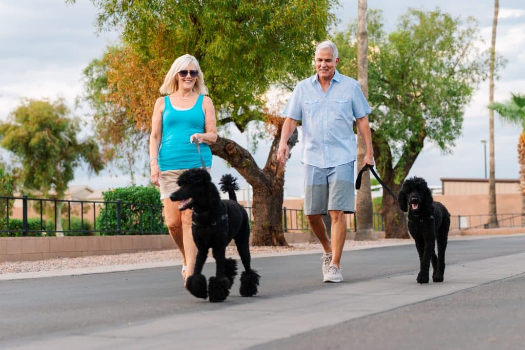 A couple goes walking with their black dogs in Mesa, AZ